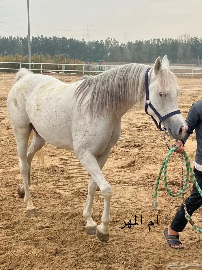 مهر واهو ابن دومنيك ام 8