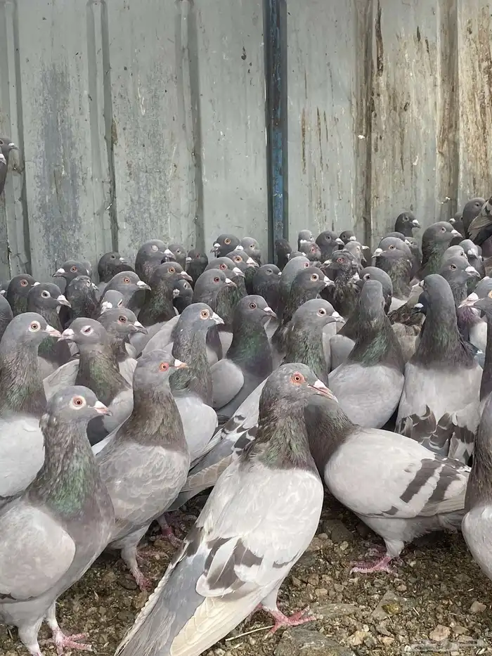 تم البيع الله يبارك لرعيه 14