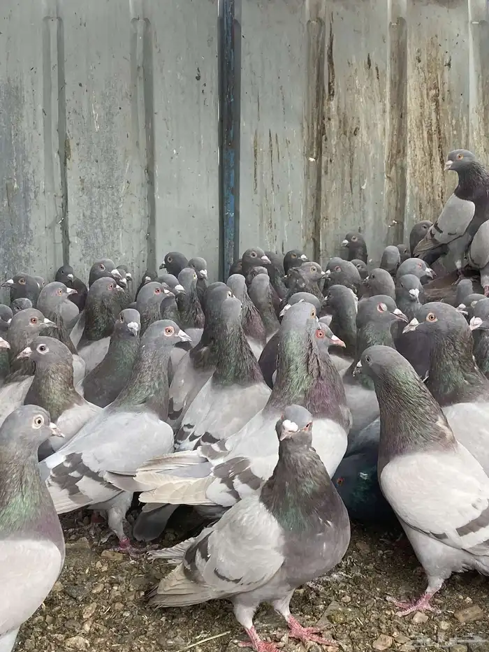 تم البيع الله يبارك لرعيه 6