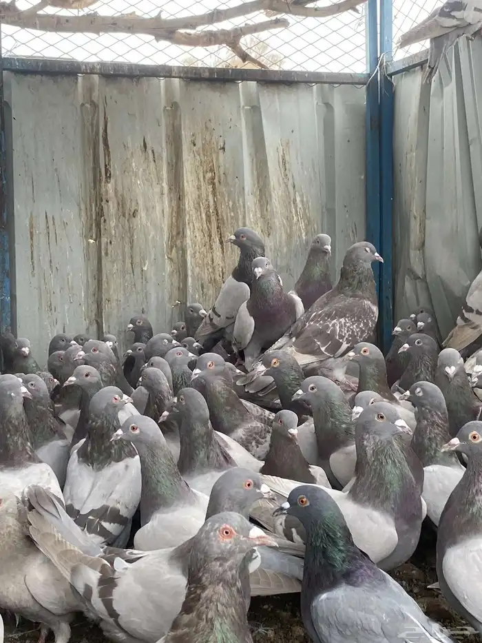 تم البيع الله يبارك لرعيه 7