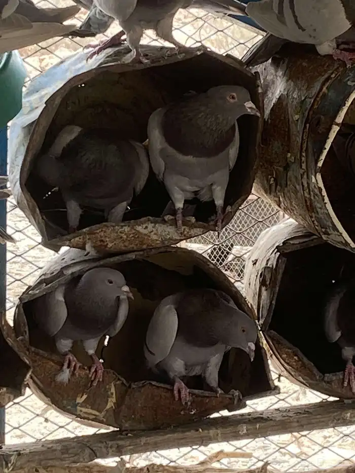 تم البيع الله يبارك لرعيه 5