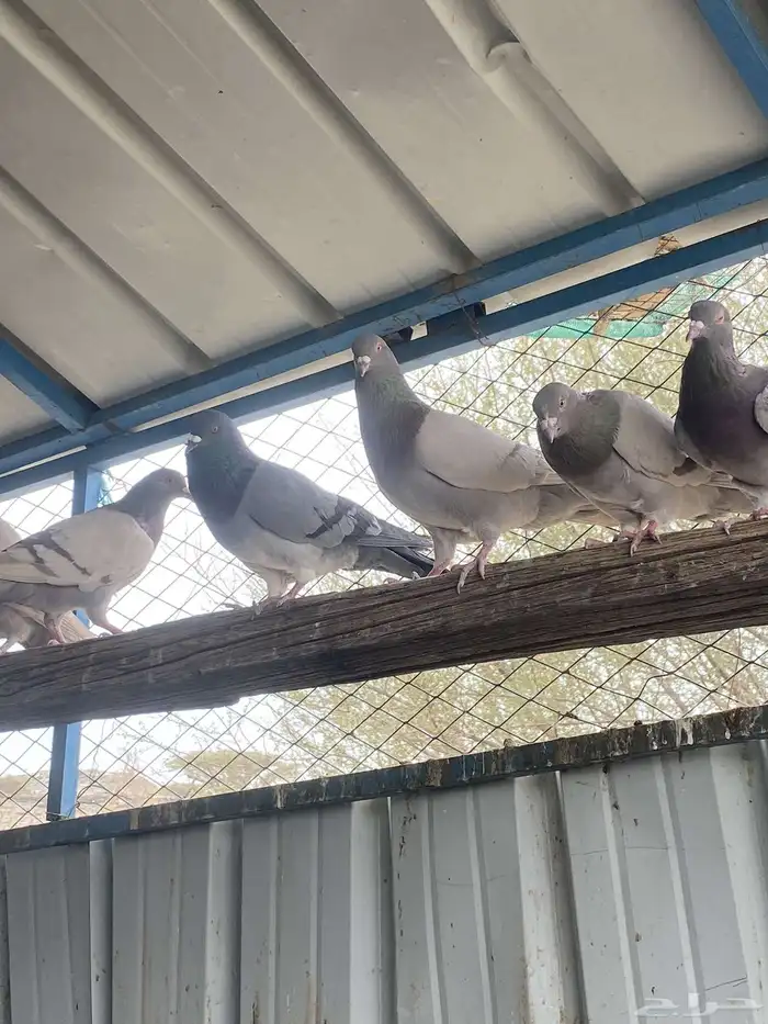 تم البيع الله يبارك لرعيه 4