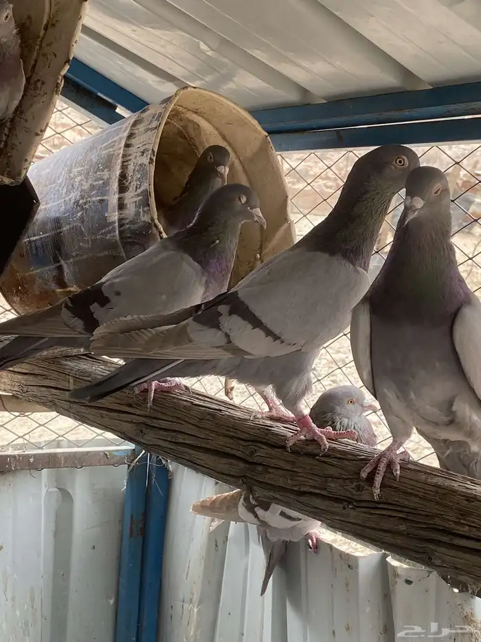 تم البيع الله يبارك لرعيه 8