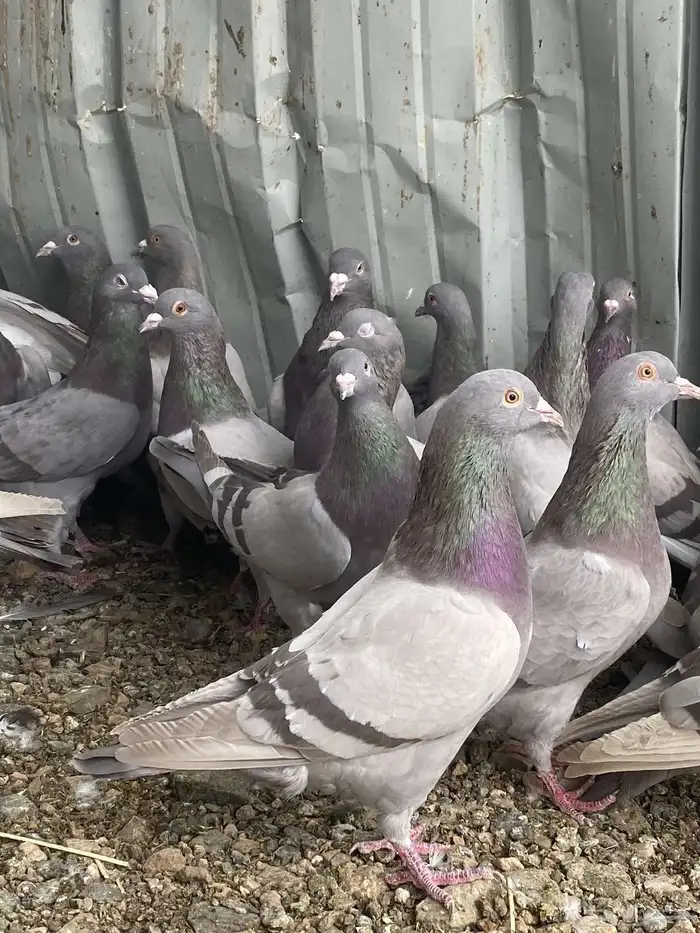 تم البيع الله يبارك لرعيه 0