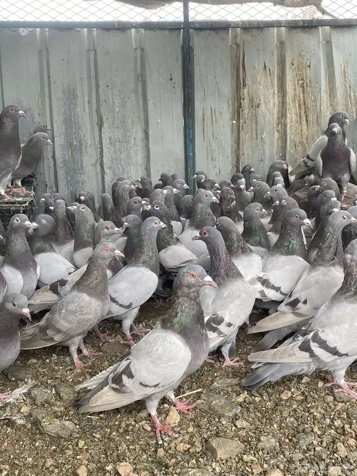 تم البيع الله يبارك لرعيه 13