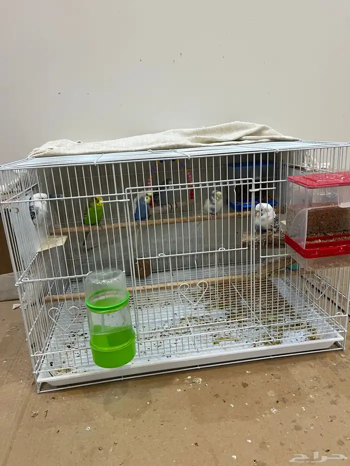 طيور بادجي (طيور الحب) 0