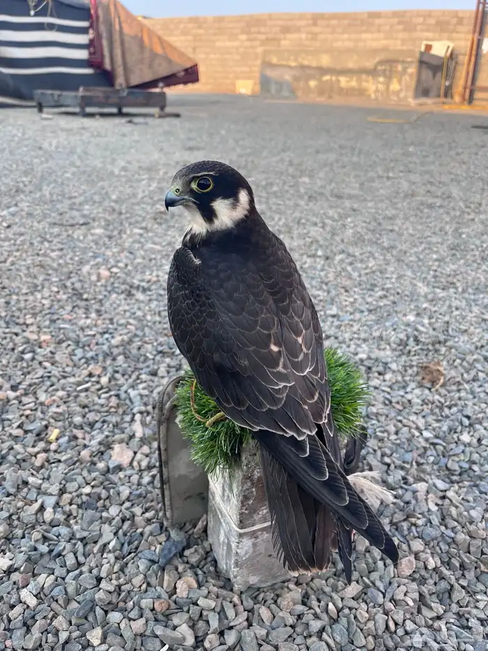 جليميه للبيع 0