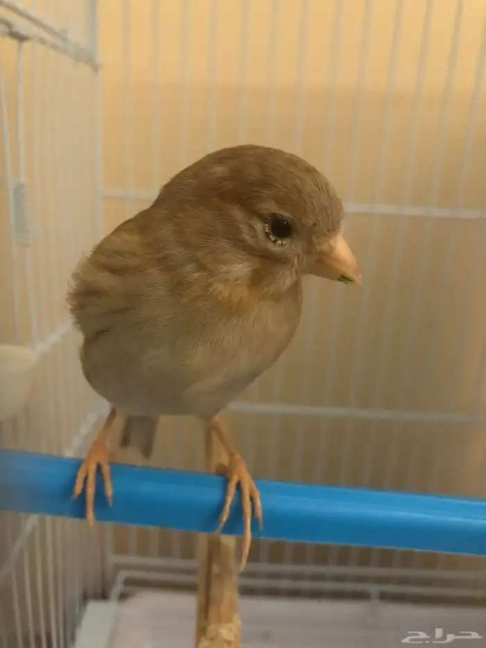 ذكر كناري سوري 1