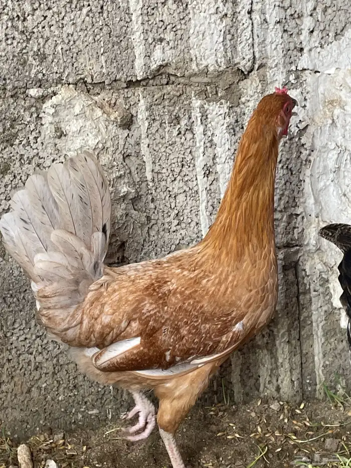 دجاج بلدي 1