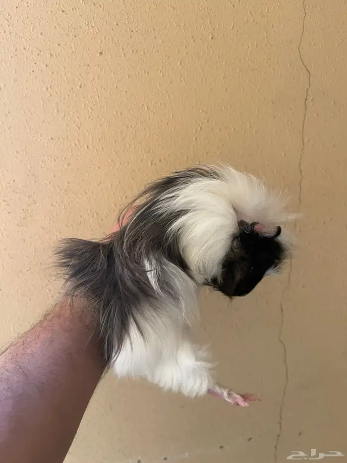 ذكر وبرة وثنتين إناثي منتجين وكبار 3