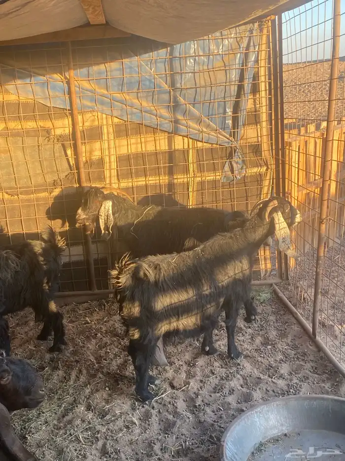 للبيع معزاء ولد العدد 10 0