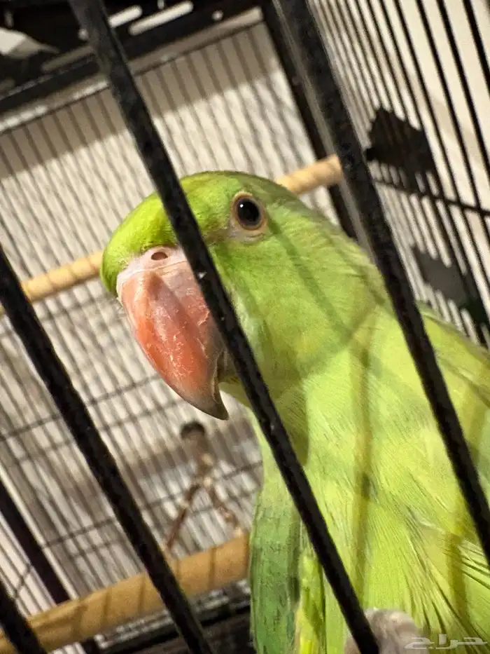 دره هنديه أليفه متكلمه 5