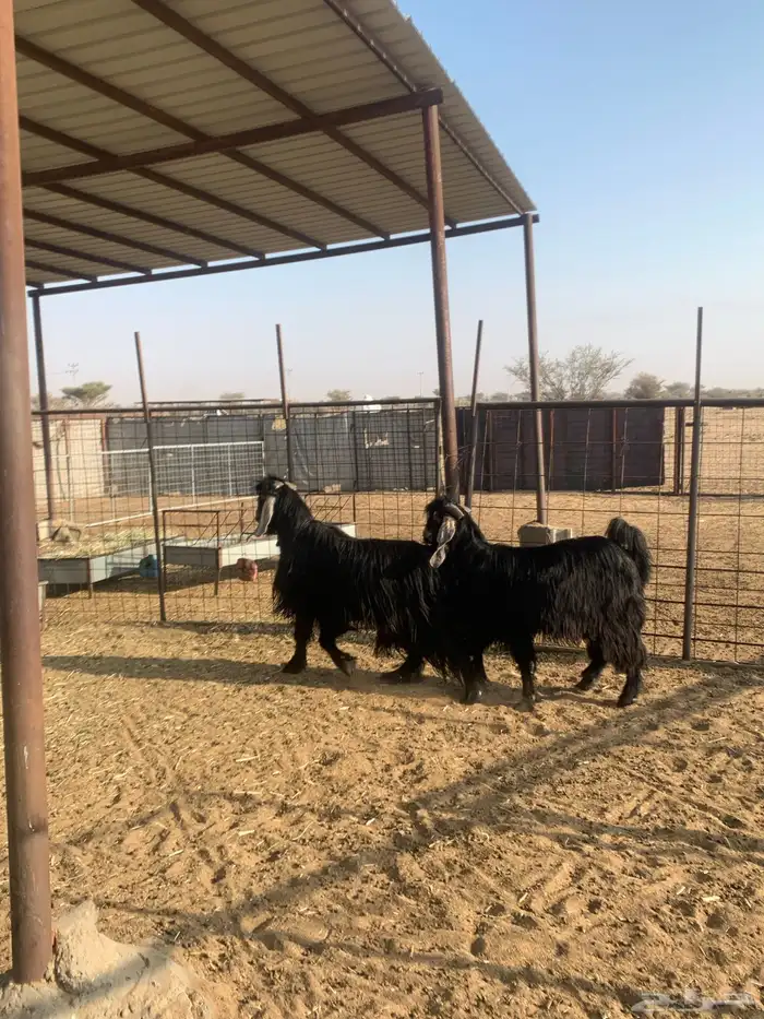 معزا مراح واحد عدد 32 9