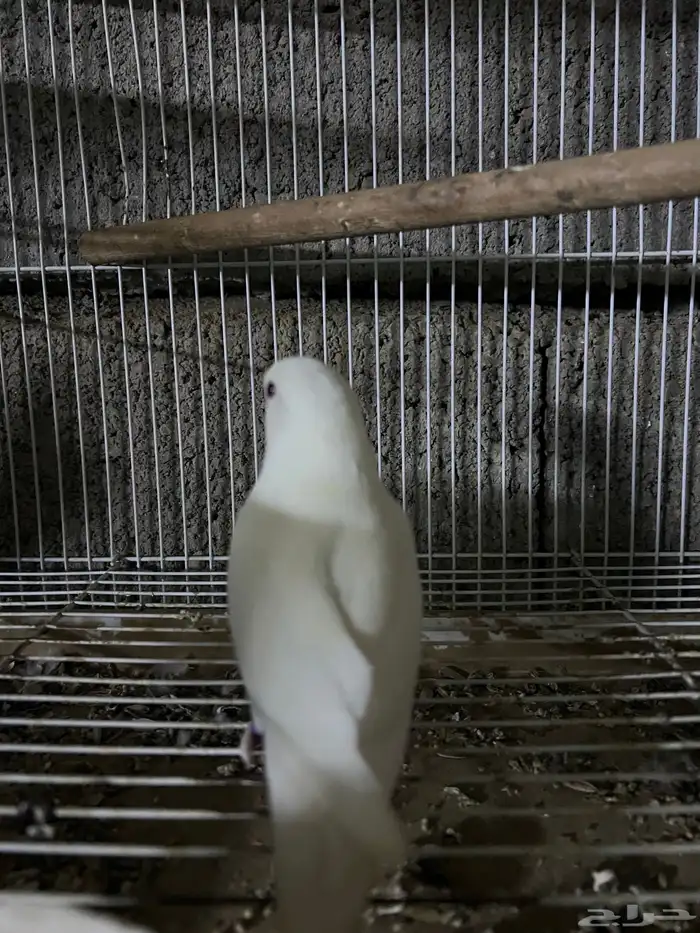 ذكر روز البينو 3