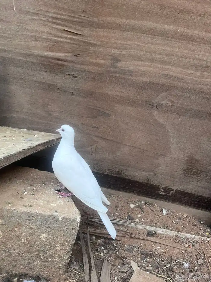 قمري هولندي البينيو 0