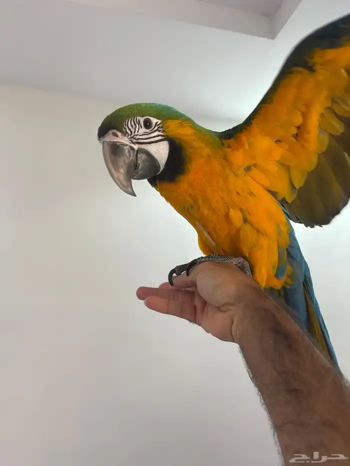 لأهل التمييز والنوادر والهدد فرخ مكاو هارلي قولد 4