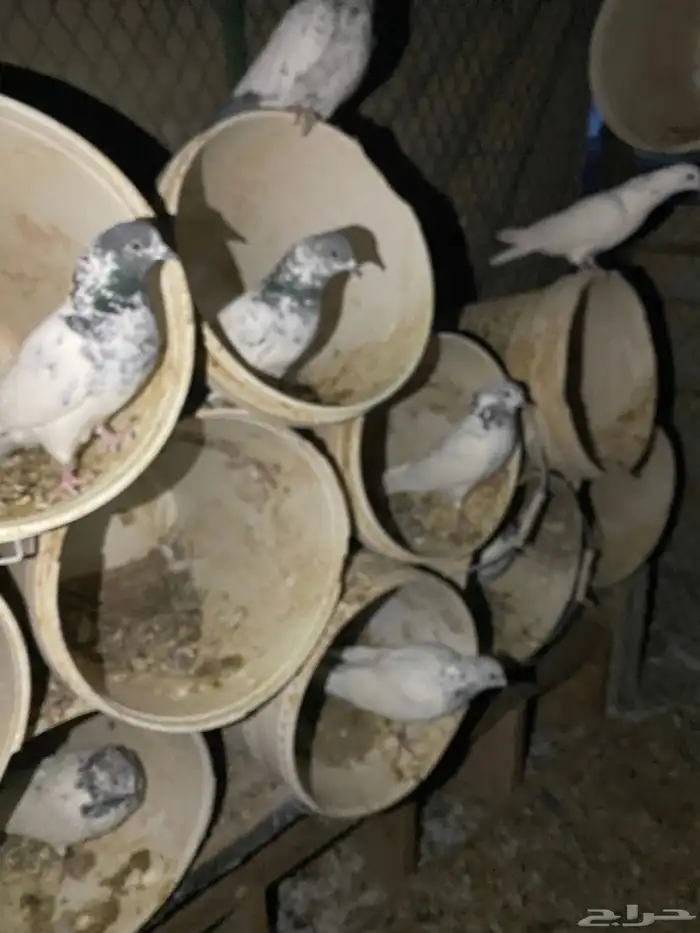 حمام باكستاني امهات 3