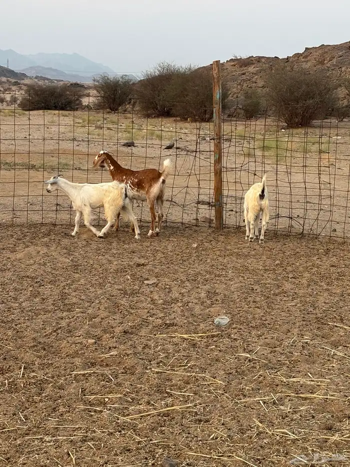 جفار للبيع ذبايح 0