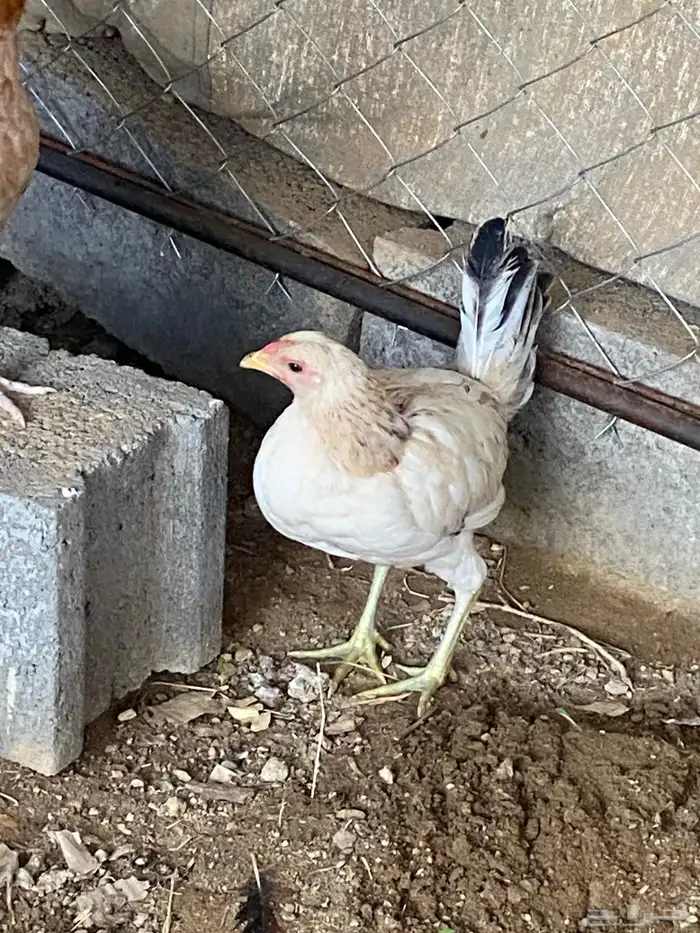 سلام عليكم اعرض لكم دجاج 2 الوان زاهيه اقدر ابدل بي ارنب 1