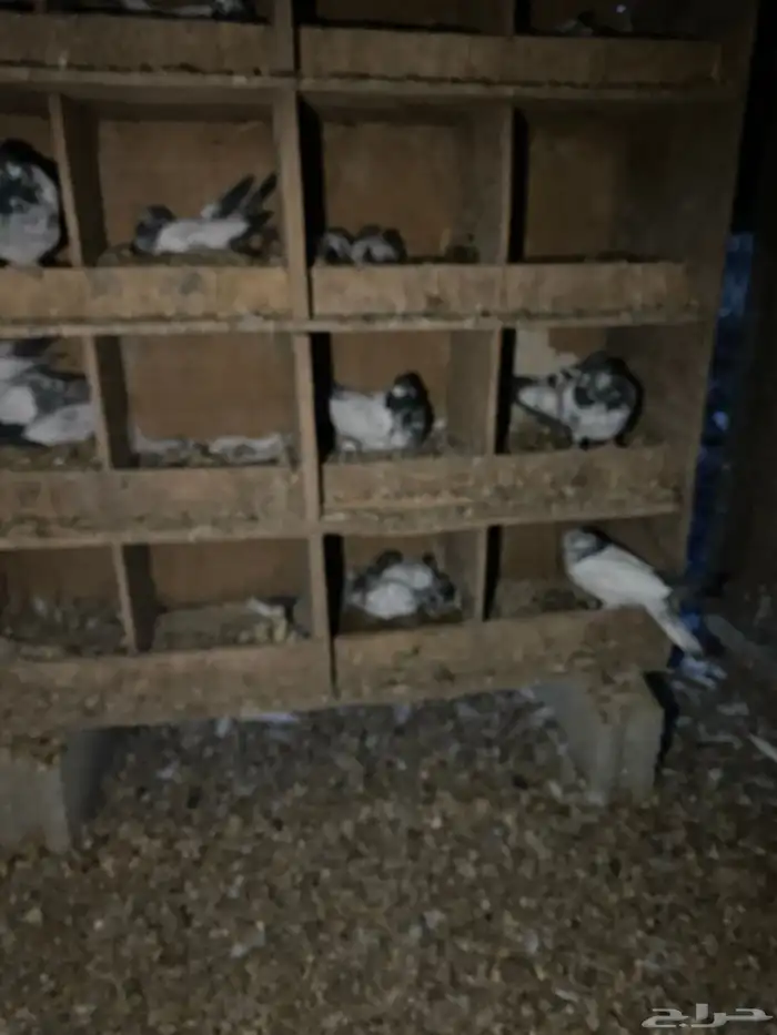 حمام باكستاني امهات 12