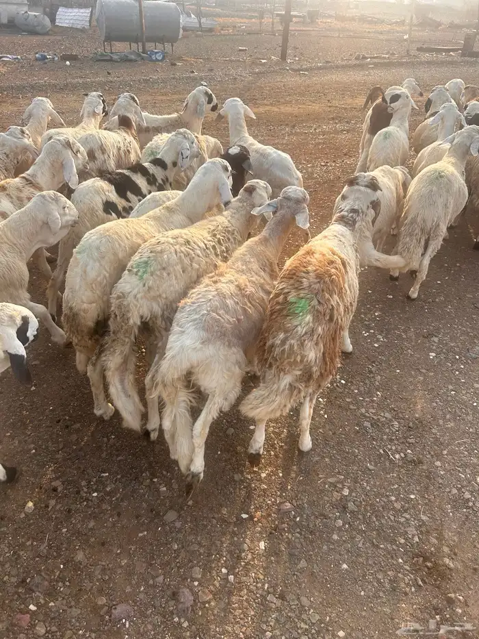 طليان سواكن 5