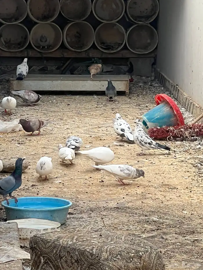 حمام للبيع فيه جمله وت فريدي الجملة 250 العدد 22 حمامه منتج 4