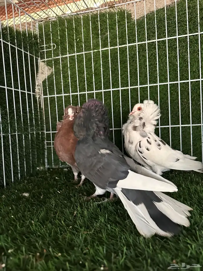 حمام بلجيكي 7