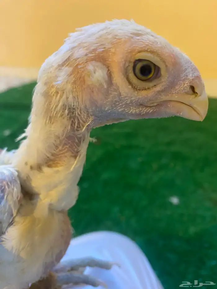 فروخ فارسي ماشاءالله من توب 4