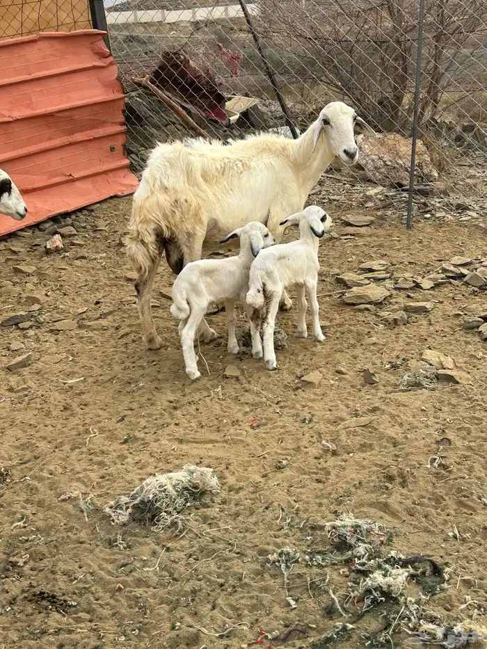 للبيع ضان مقني 1