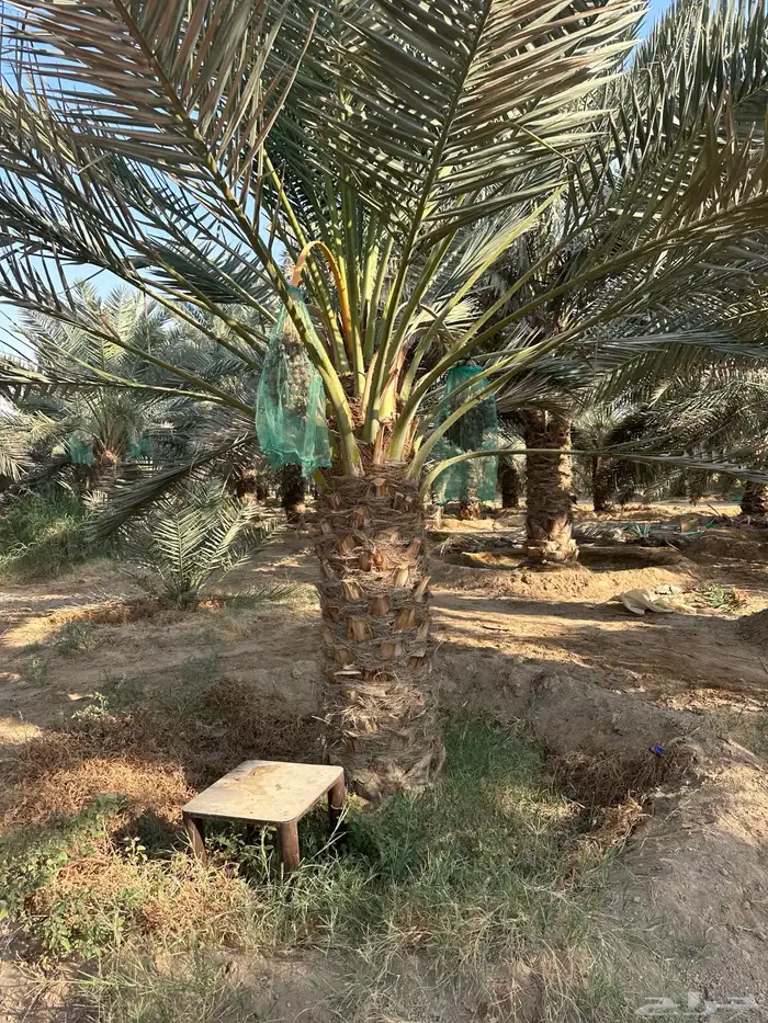 نخل لبيع انواع نادره 4