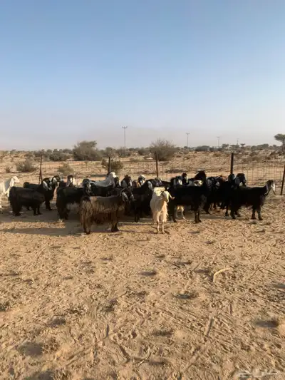 معزا مراح واحد عدد 32 index