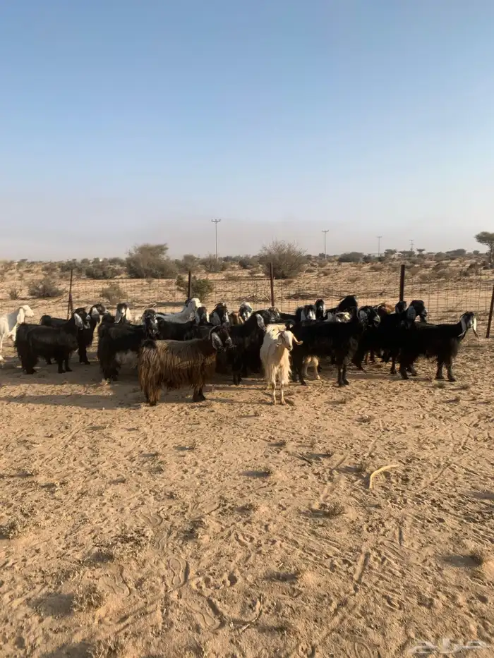 معزا مراح واحد عدد 32 2