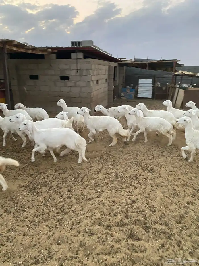 رخال للبيع بيشة 1