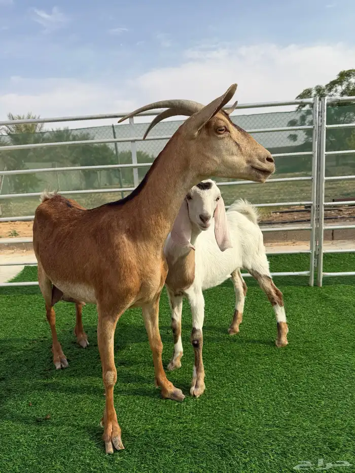 جنوبيه متبع 0