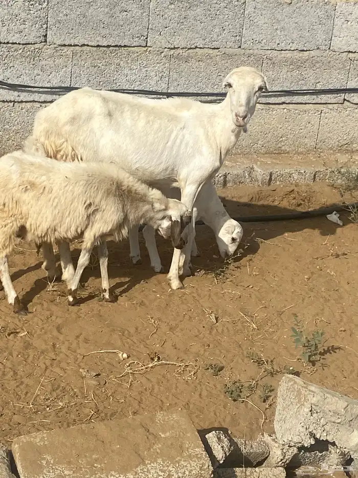 نعجه منتوج ثني معها رخل وفرير ماهو ولدها 5