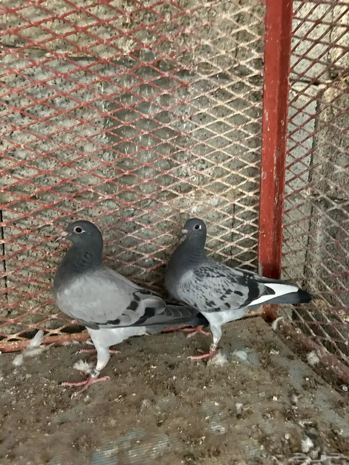 طبات زاجل سباق 3