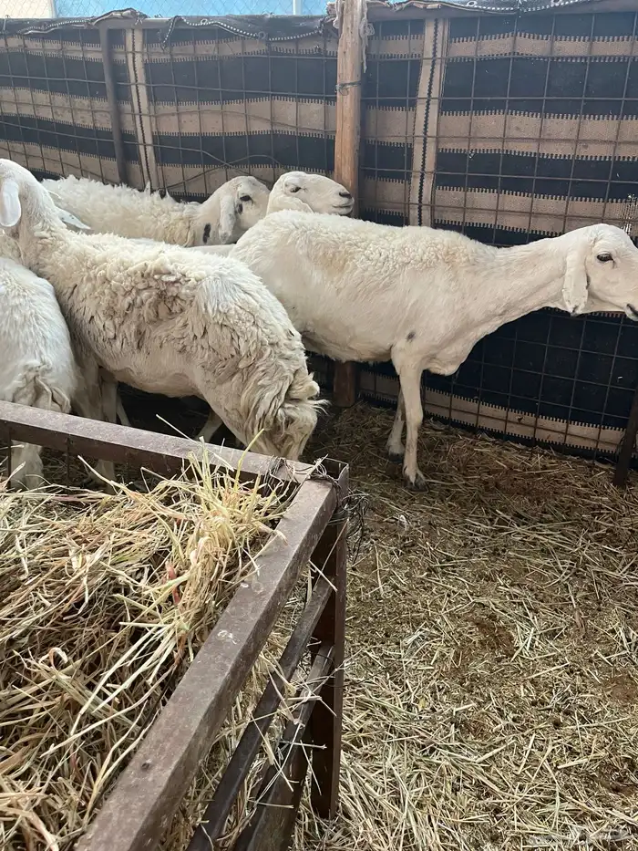 للبيع شياه 4