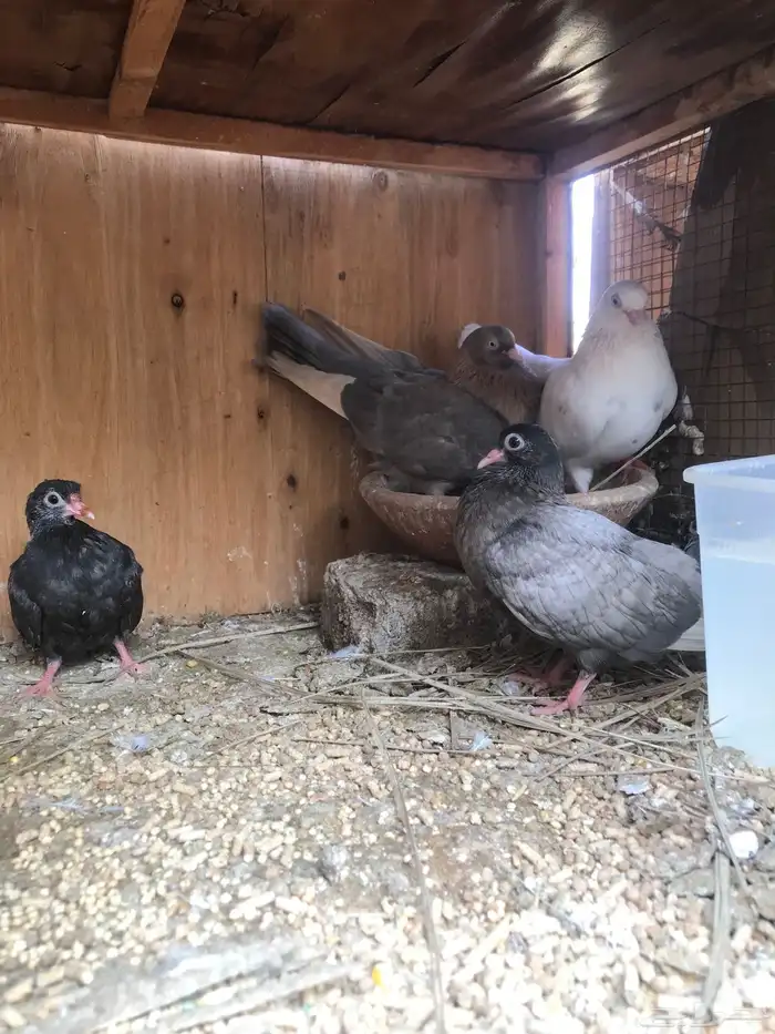 قلاب كوره الوان حلوه 23