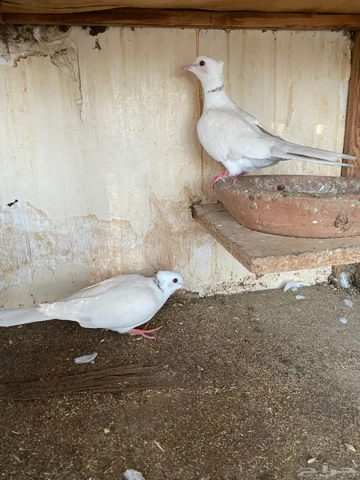 قماري هولندي 0