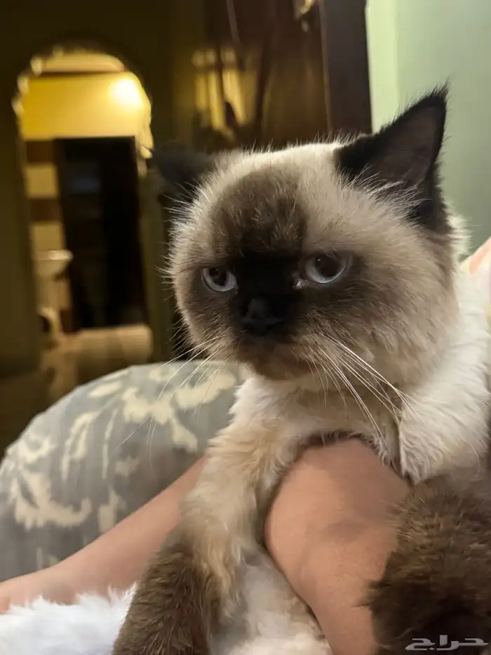 قطة هملايا 0