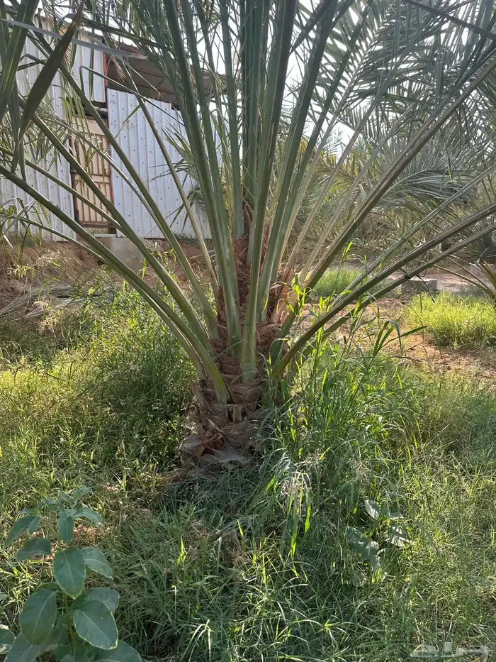 نخل لبيع انواع نادره 2