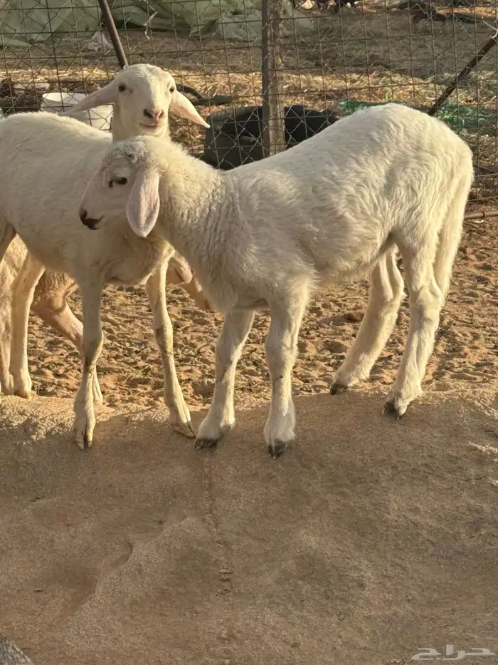 ضان استرالي خلفات 2