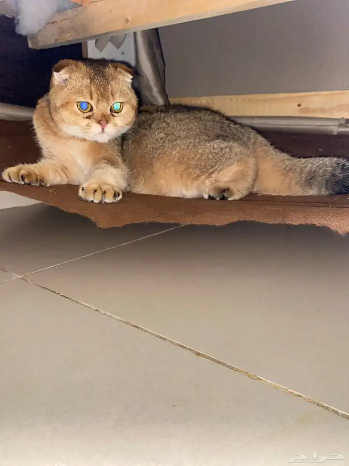 للبيع قطو انتاج انثى العمر ست شهور لون ملكي وزي مانت شايف 0