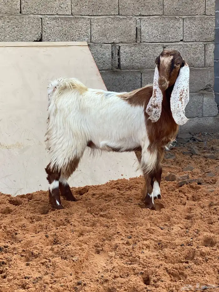 جفار العدد 4 0