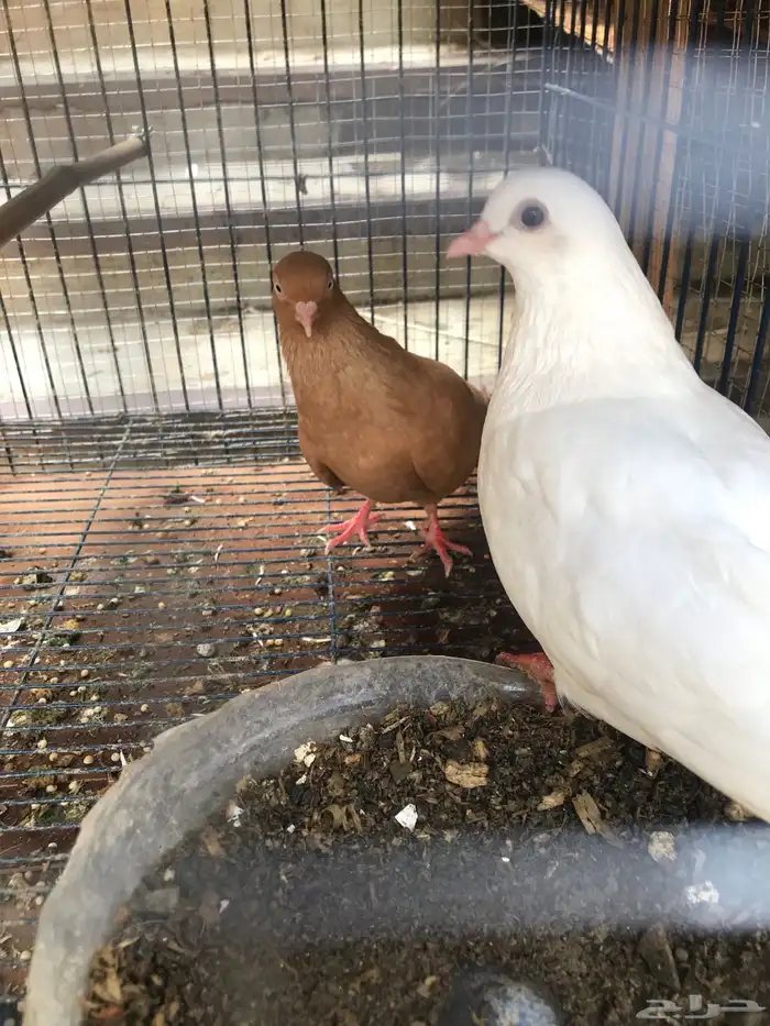 قلاب كوره الوان حلوه 8