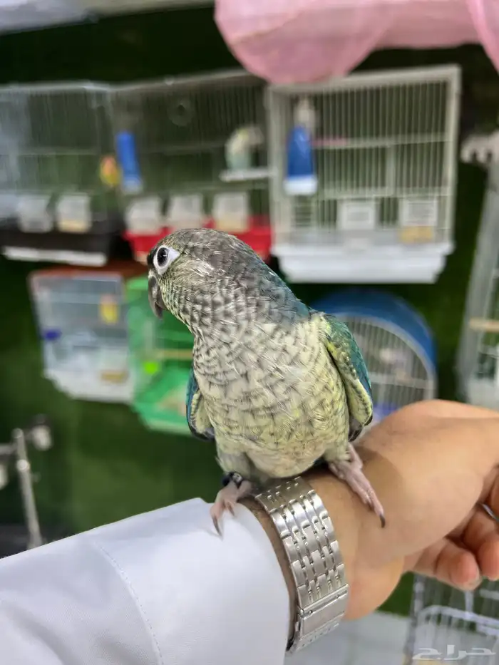 كنيور تركواز اليف هدد 2