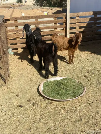 تيوس البيع index