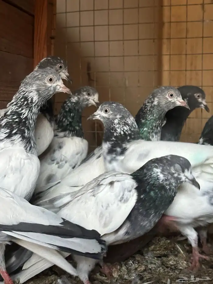 حمام باكستاني 0