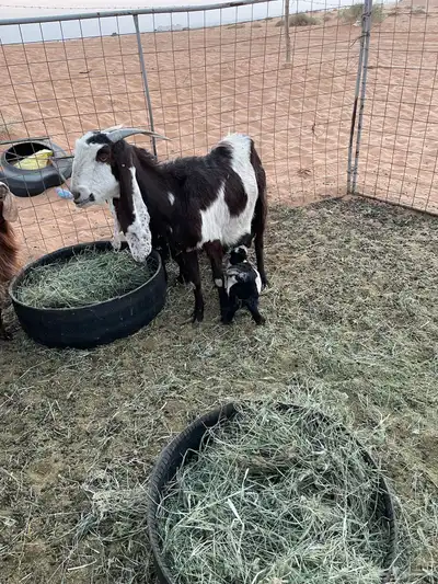 عنز طيبه والد معها تيس index