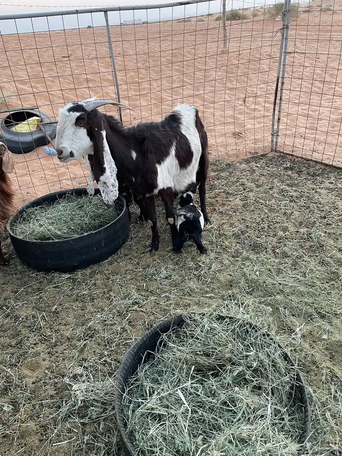 عنز طيبه والد معها تيس 2